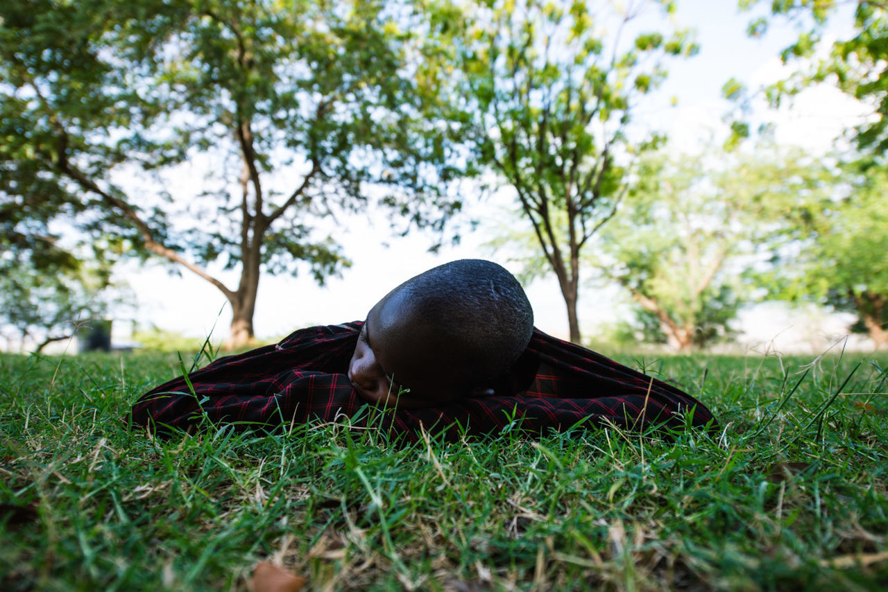 plant, grass, tree, land, green color, day, nature, field, selective focus, one animal, animal themes, animal, no people, growth, vertebrate, outdoors, animal wildlife, animals in the wild, close-up, black color, surface level