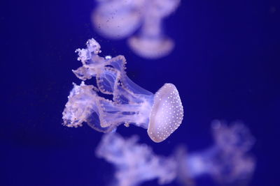 Planktonic animal various jellyfish aquarium of genoa