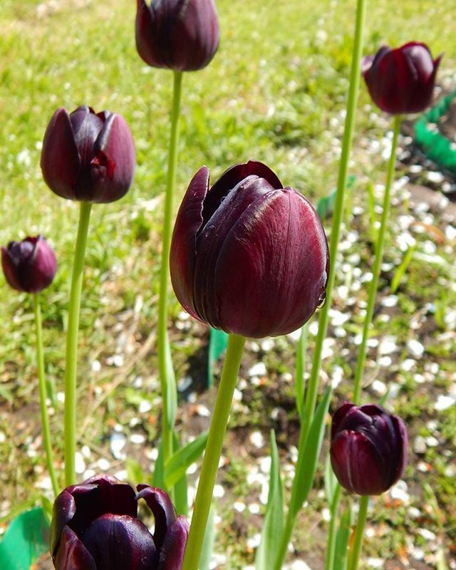 CLOSE-UP OF TULIPS BLOOMING ON FIELD