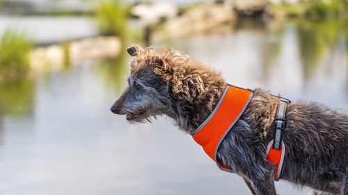 Dog looking away