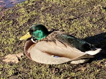 High angle view of mallard duck on field