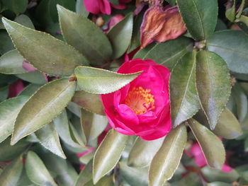 Close-up of pink flowers blooming outdoors