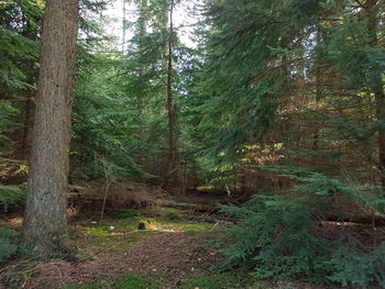 Trees in forest