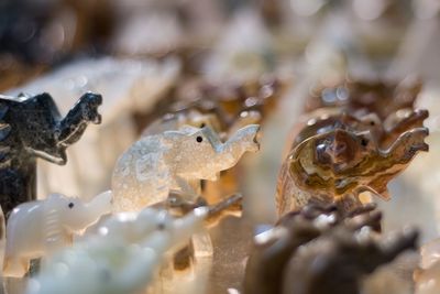 Close-up of crab on metal