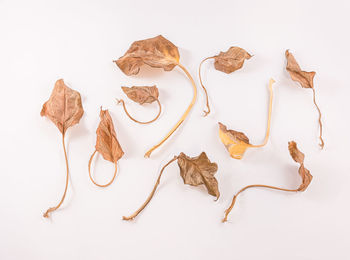 High angle view of dried leaves over white background