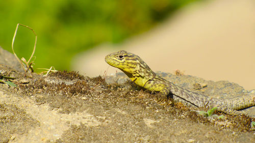Close-up of lizard