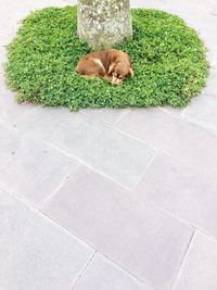 High angle view of cat sleeping on grass