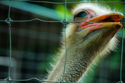 Close-up of bird