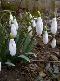 Close-up of white flowers