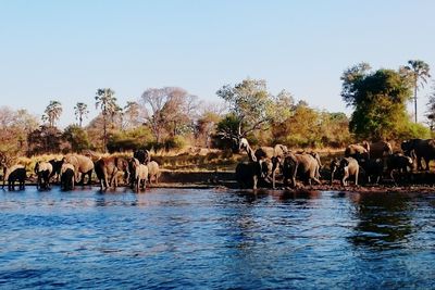 Elephant on riverbank against clear sky