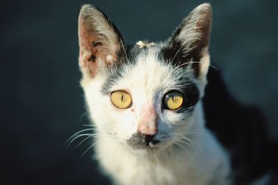 Close-up portrait of cat