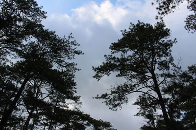 Low angle view of trees against sky