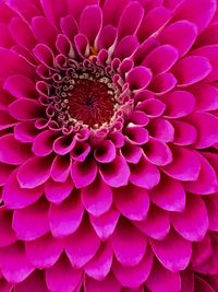 Full frame shot of pink flowers