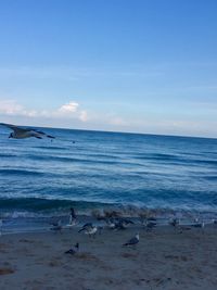 Seagulls on beach