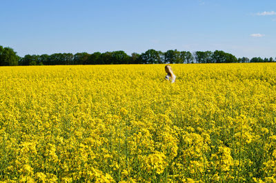 Woman amidst yellow flowers against blue sky