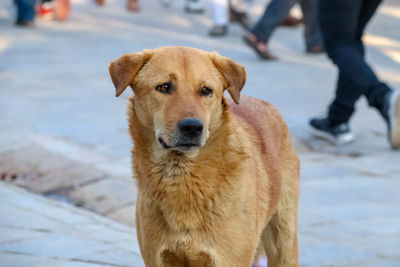 Portrait of dog standing on field