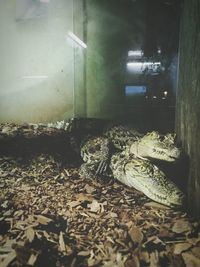 View of an animal seen through glass