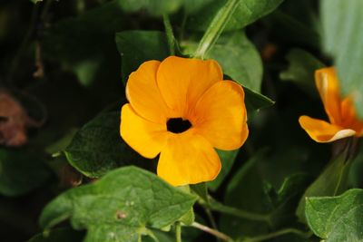 Close-up of yellow flowers blooming outdoors