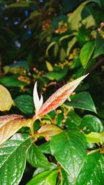 Close-up of plant