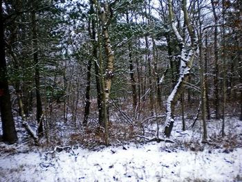 Snow covered trees in forest