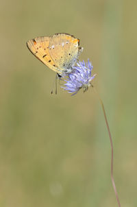 Close-up of butterfly pollinating on flower