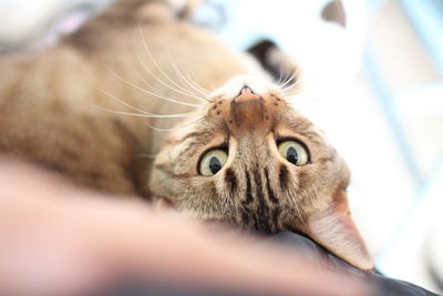 High angle portrait of tabby cat