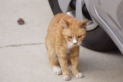 Portrait of ginger cat sitting on floor