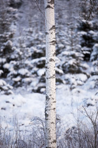 Close-up of frozen tree trunk during winter