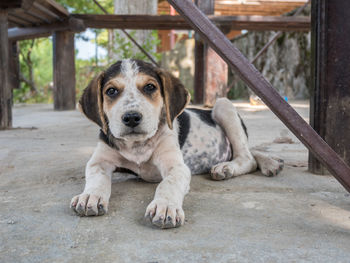 Portrait of dog sitting outdoors