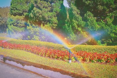 View of multi colored trees