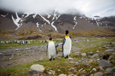 Penguins on landscape during winter