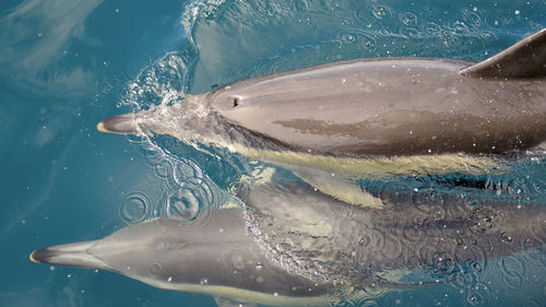 Dolphins swimming in sea