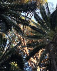 Low angle view of palm tree against sky