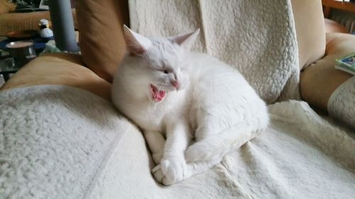 Close-up of cat relaxing at home