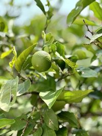 Close-up of fruit growing on tree