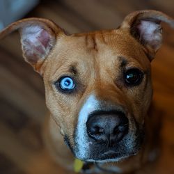 Close-up portrait of dog looking at camera