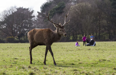 Deer standing on field