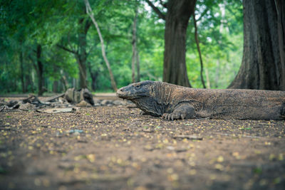 Lizard on a tree