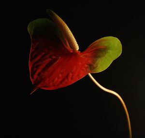 Close-up of day lily against black background