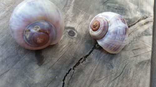 Close-up of snail