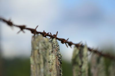 Close-up of lizard against sky