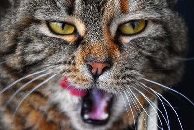 Close-up portrait of cat