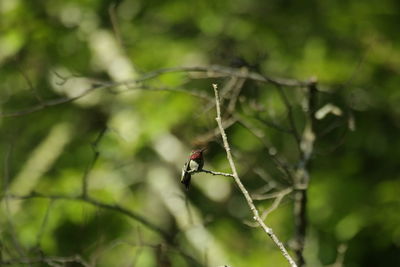 Close-up of hummingbird on plant