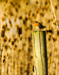Close-up of bird perching on leaf
