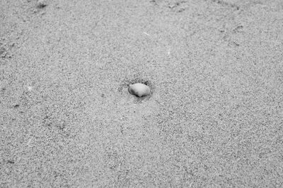 Close-up of seashell on sand at beach