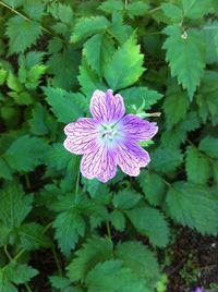 Close-up of pink flower blooming in park