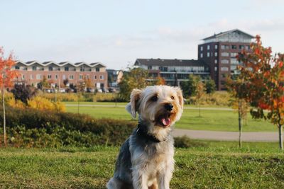 Yorkshire terrier barking on field