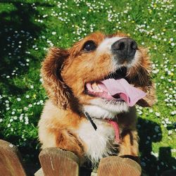 Close-up of dog sticking out tongue on tree