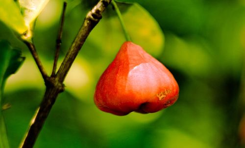 Close-up of fruit growing on tree