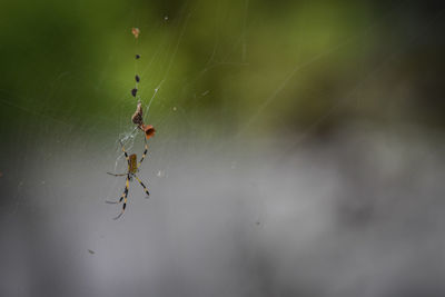 Close-up of spider on web